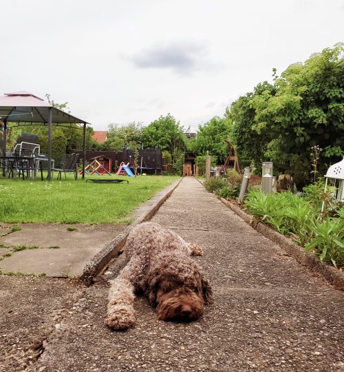 pottperro05_©anjaholz